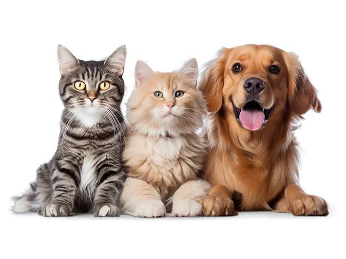 Product Page Banner Image (3) Two cats and a shaggy dog
