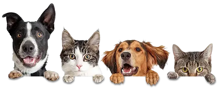 Two dogs and two cats on the Garden SnaPets pet treats home page