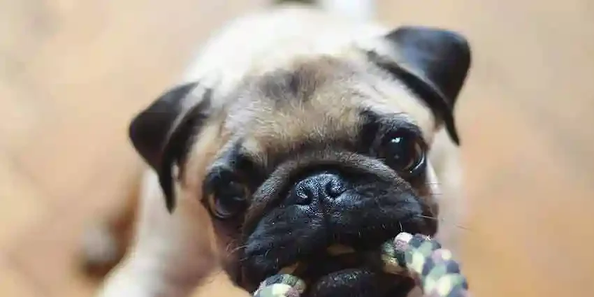 Naughty dog pulling at a handbag strap