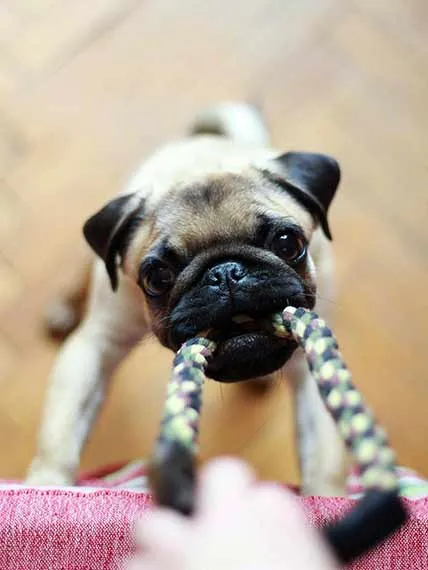 Mischievous pug tugging at a bag strap. Definitely in need of some dog training!