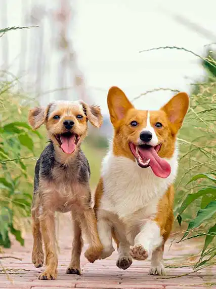 Two happy pups running towards their master. Its best to start training dogs when they're still young