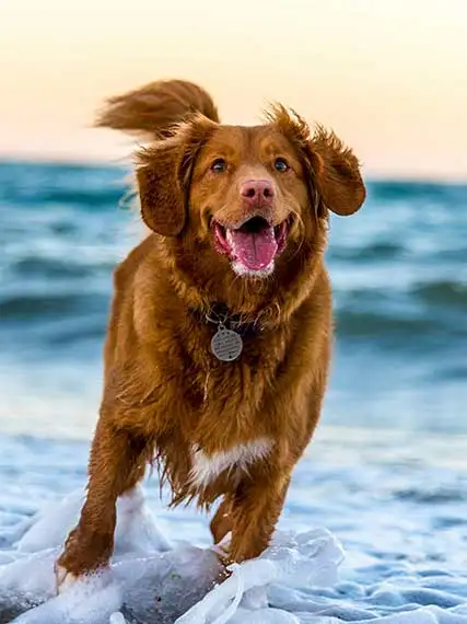 Shaggy dog running towards his master. he seems to have learnt the COME command well during training.