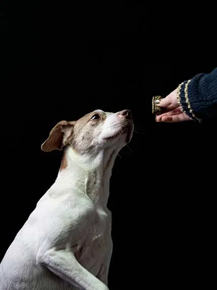 Dog reaching for a pet treat. Treats are great tools for dog training!