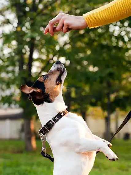 A small dog jumping up to reach for a pet treat. Treats are great for dog training!