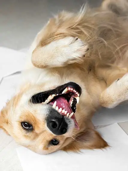 Dog rolling over during his training