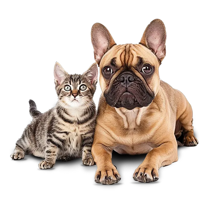 A cat and a bulldog on the Garden SnaPets contact us page