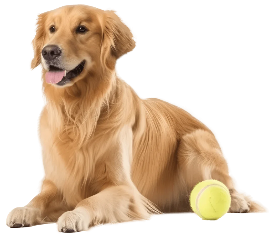 A dog with a yellow ball, on the Garden SnaPets website