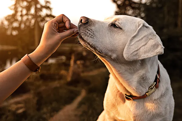 A hand feeding a dog some kind of pet treat