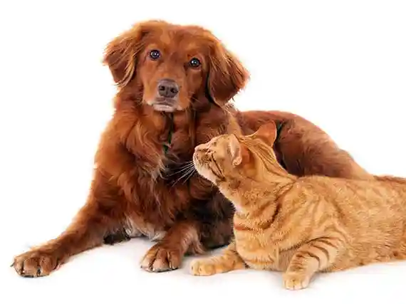 A shaggy dog and an alley cat on white background